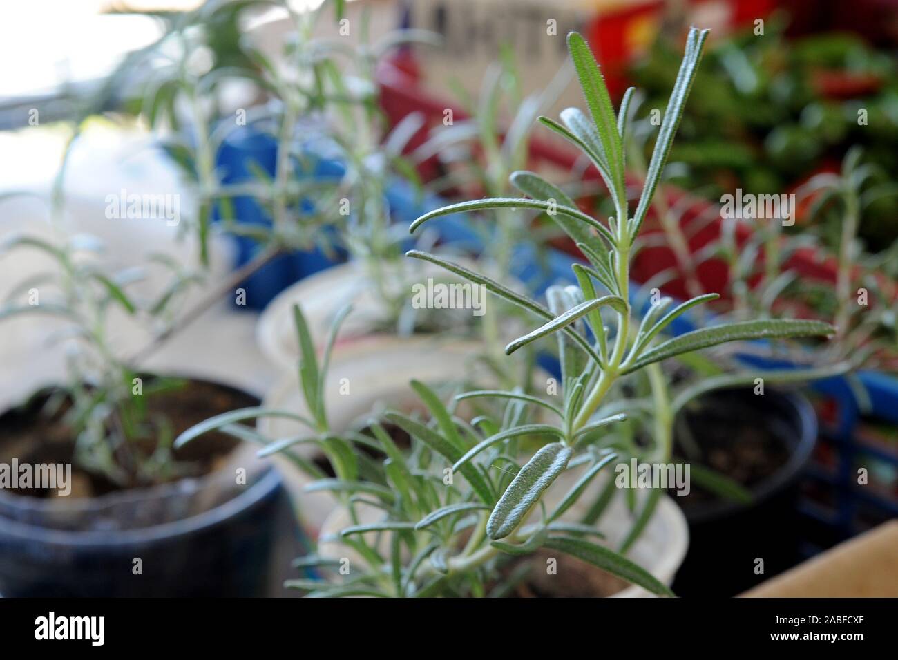 Topfpflanzen Rosmarin (Rosmarinus Salvia, Rosmarinus officinalis) Close-up. Stockfoto