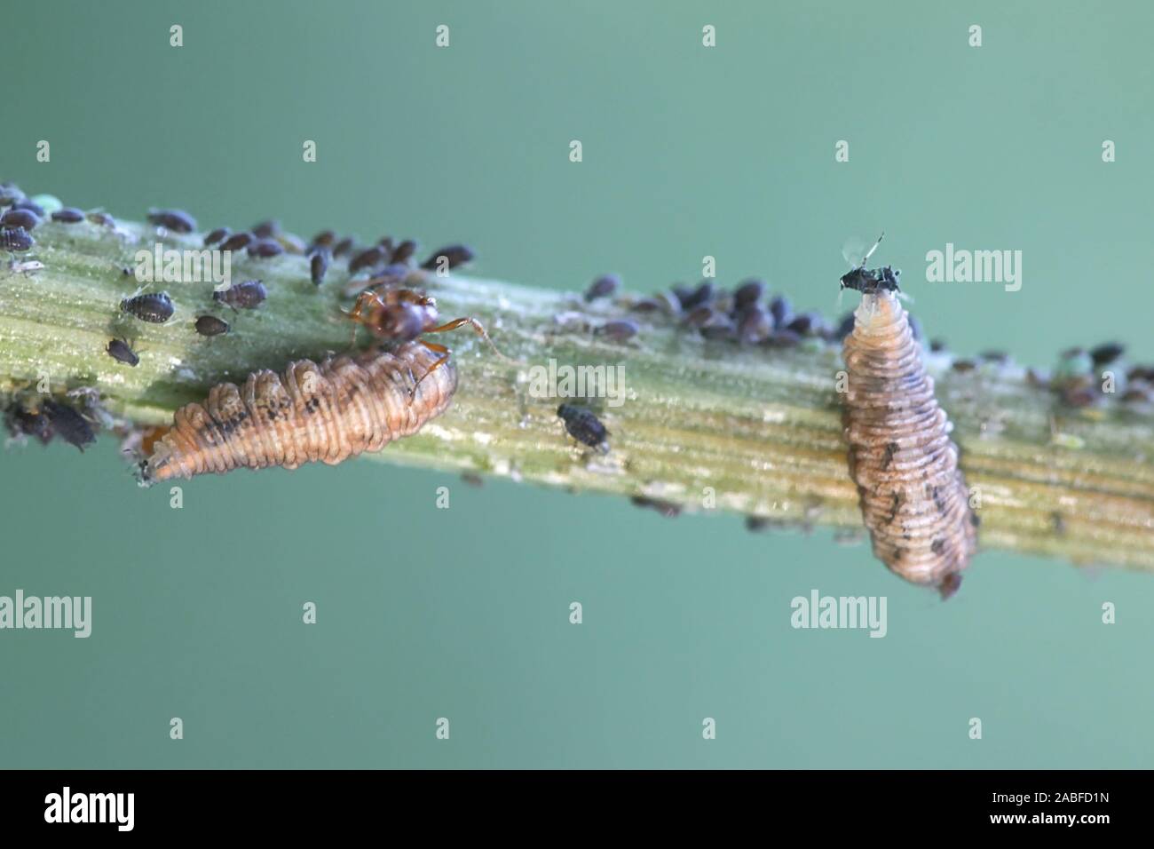 Ameisen melken Honigtau von Blattläusen und Verteidigung Blattläuse Form angreifende hoverfly Maden Stockfoto