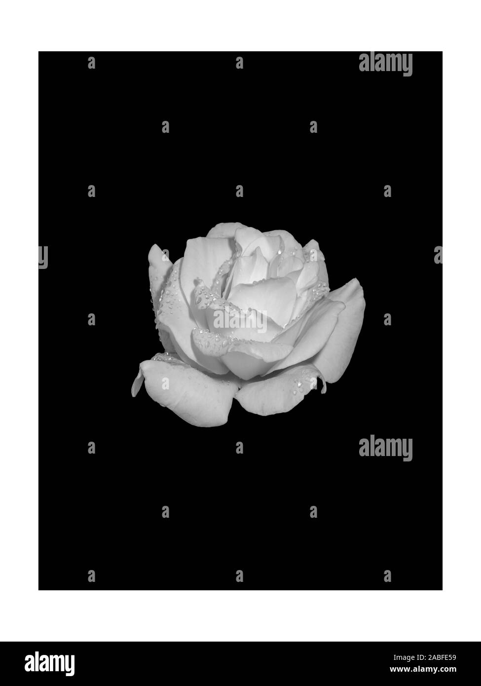 Monochrome frische weiße Rose Makro mit Regentropfen, detaillierte Textur auf schwarzen Hintergrund mit weißer Rahmen Stockfoto