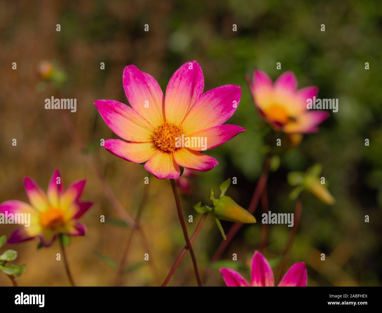 Ziemlich einzigen Dahlie Blüten mit rosa und gelben Blütenblättern in einem herbstlichen Garten Stockfoto