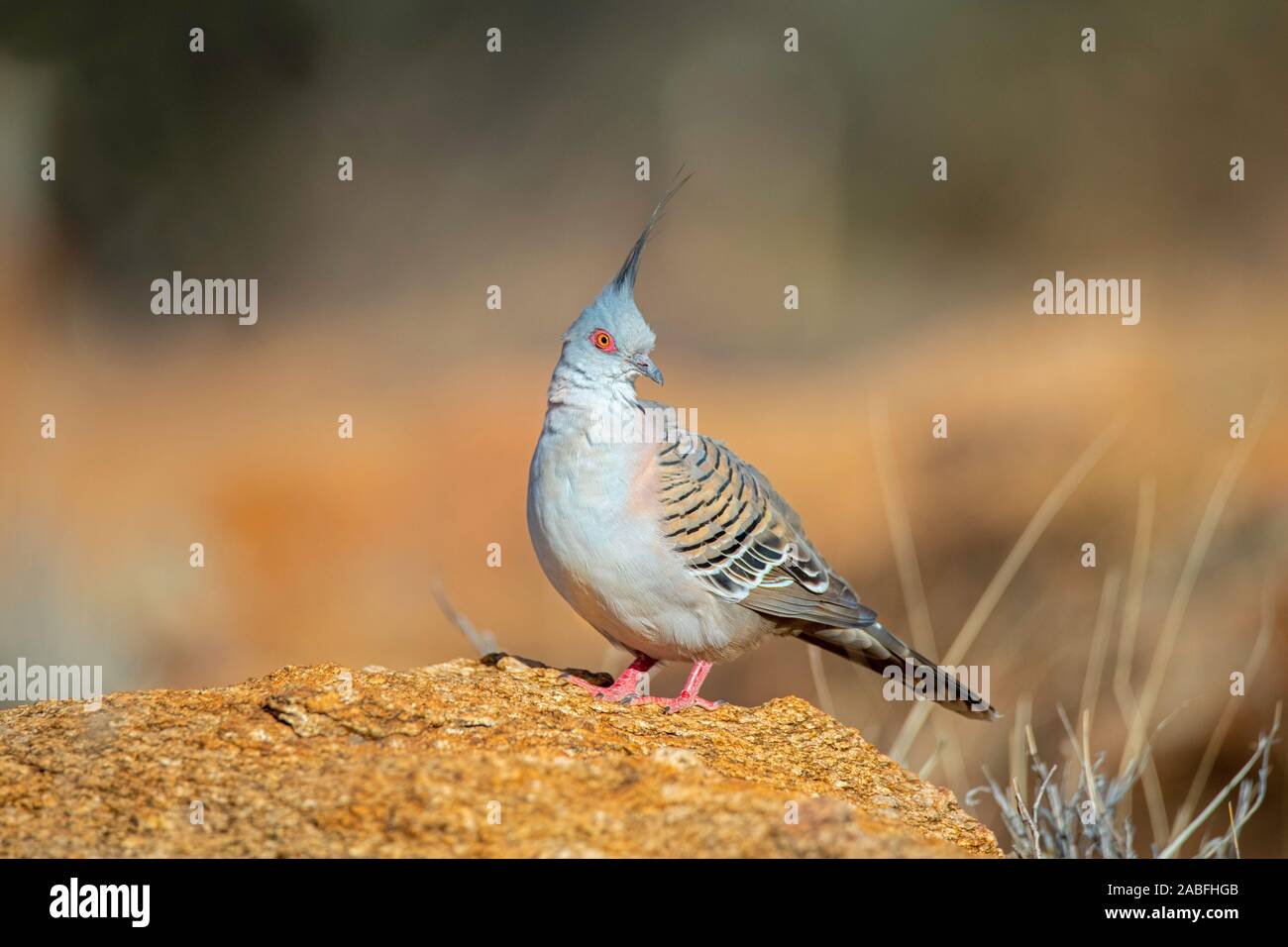 Crested Pigeon Ocyphaps lophotes Alice Springs, Northern Territory, Australien vom 25. Oktober 2019 nach Columbidae Stockfoto