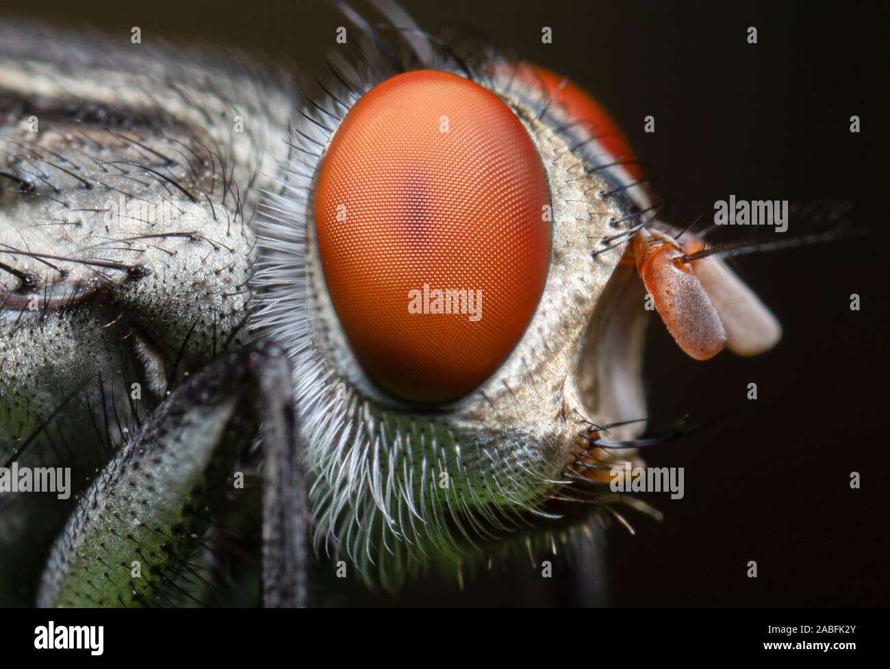 Makrofotografie von stubenfliege isoliert auf Hintergrund Stockfoto