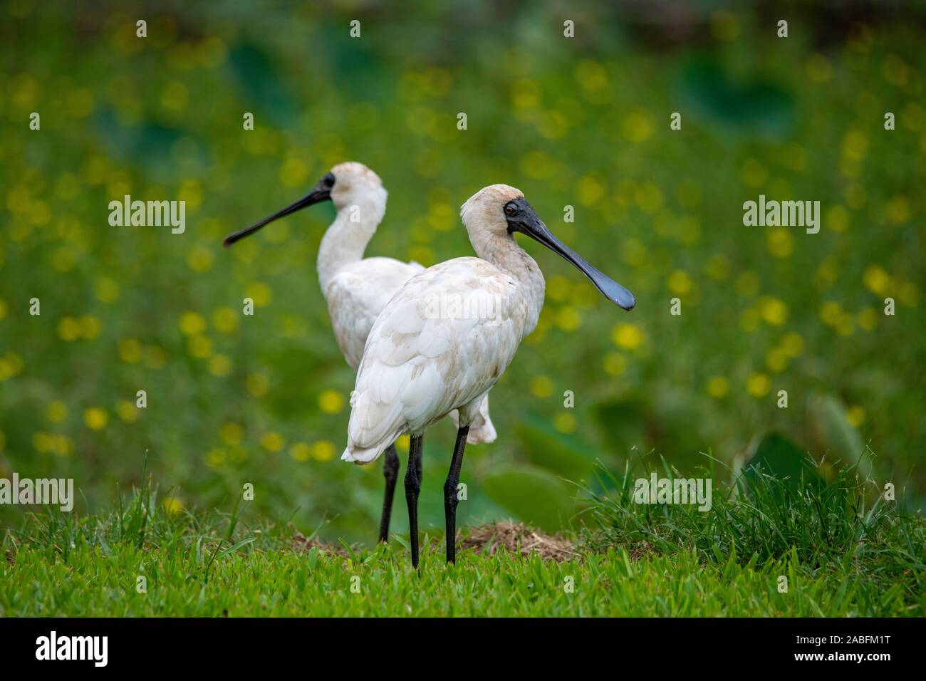 Royal Löffler Platalea regia Cairns, Queensland, Australien vom 30. Oktober 2019 Nach Threskiornithidae Stockfoto