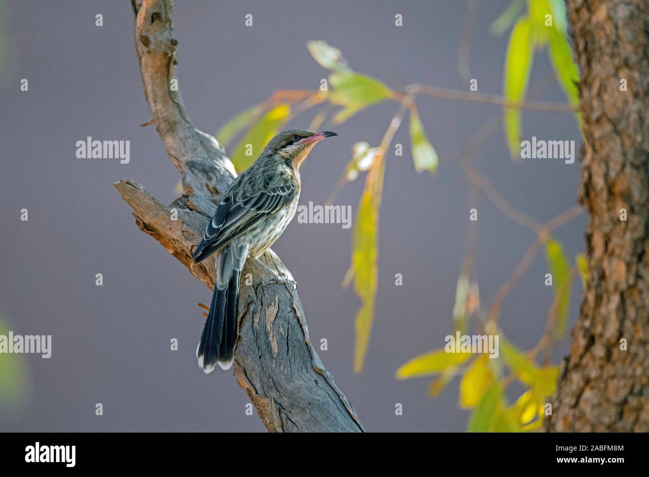 Stachelige ist Honeyeater Acanthagenys rufogularis Uluru, Northern Territory, Australien, 27. Oktober 2019 Nach Meliphagidae Stockfoto