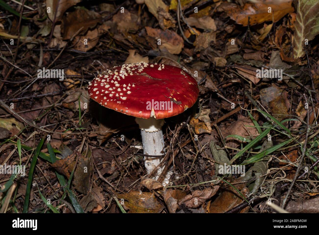 Fly Agaric, Amanita muscaria, Pilz UK Stockfoto