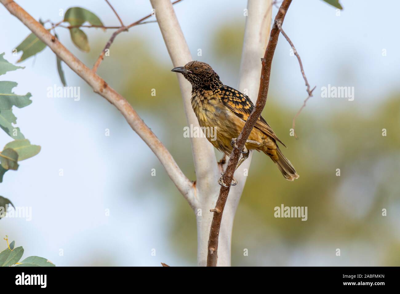 Western Bowerbird Chlamydera guttata Alice Springs, Northern Territory, Australien, 26. Oktober 2019 Nach Ptilonorhynchidae Stockfoto