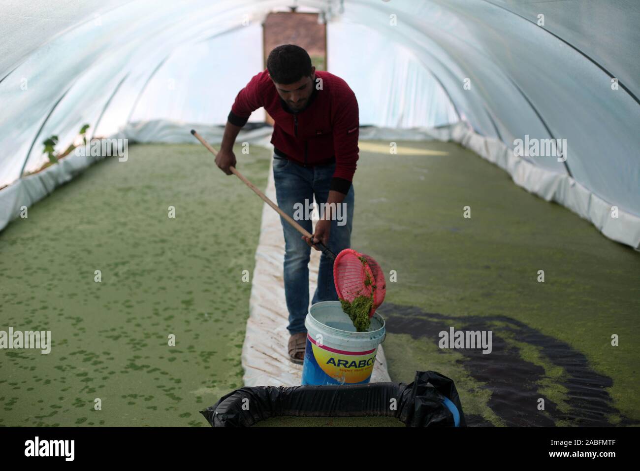 Jabalia, Gazastreifen, palästinensischen Gebiet. 27 Nov, 2019. Palästinensischen Bauern Schaufel eine Handvoll Azolla Wasserpflanzen Farne im Gewächshaus auf einem Bauernhof aufgewachsen, in Jabalia im nördlichen Gazastreifen, am 27. November 2019. Palästinensische Landwirte pflegen die Azolla Anlage durch steigende Preise für Futtermittel im Gazastreifen durch israelische Einfuhrbeschränkungen und Mangel an Einkommen verursacht. Die Anlage hat ein enormes Potential als Viehfutter aufgrund seines hohen Vitamin-, Protein- und Aminosäuregehalt, zusätzlich zu seiner Fähigkeit, ohne dass anorganischen Stickstoffdüngung (Credit Bild zu wachsen: Stockfoto
