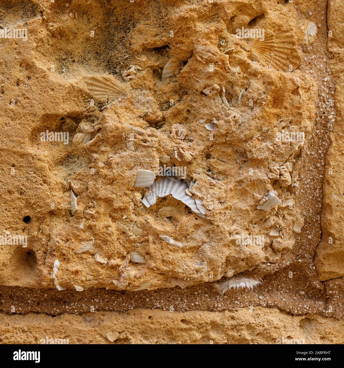 Ein typischer Kalkstein Block wie in den meisten architektonischen Konstruktion in Malta verwendet. Dieses Stück zeigt Anzeichen von Muscheln und Fossilien. Stockfoto