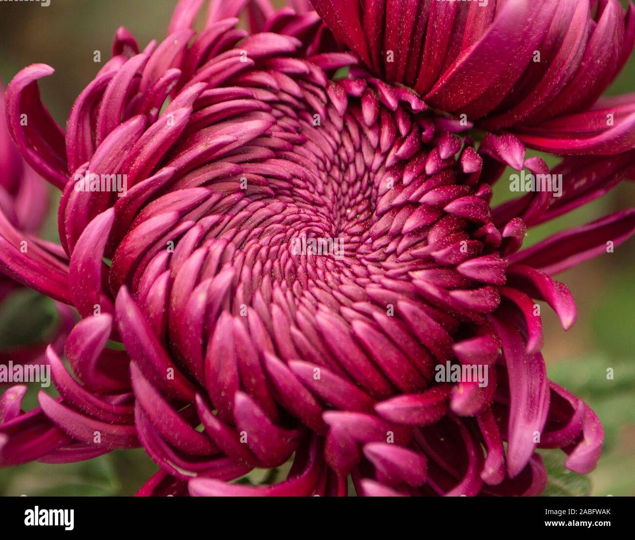 Verschwommen floral background. Schönen lila Chrysanthemen in einem botanischen Garten. Stockfoto