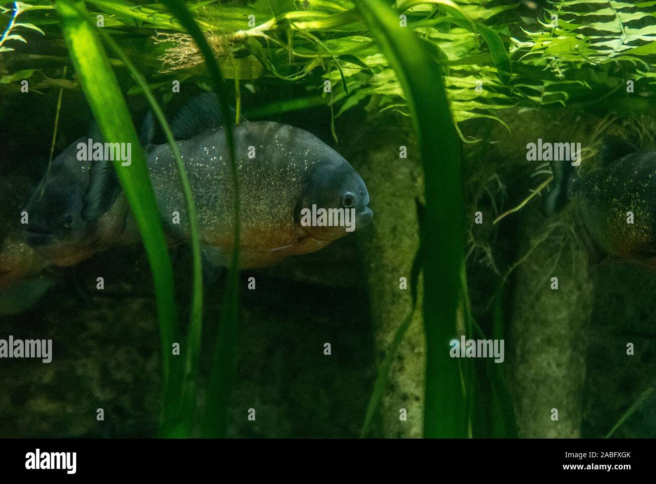 Bunte Fische und Meerestiere in einem ozeanarium. Beobachtung von  Wasserorganismen Stockfotografie - Alamy