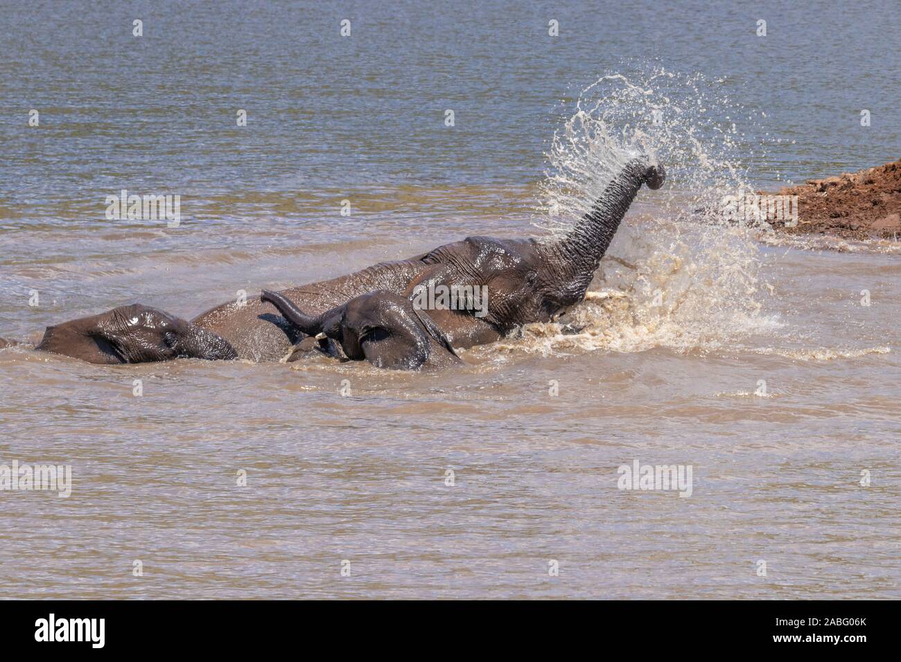 Elefanten (Loxodonta Africana) im Wasser spielen, Pilanesberg Nationalpark, Südafrika. Stockfoto