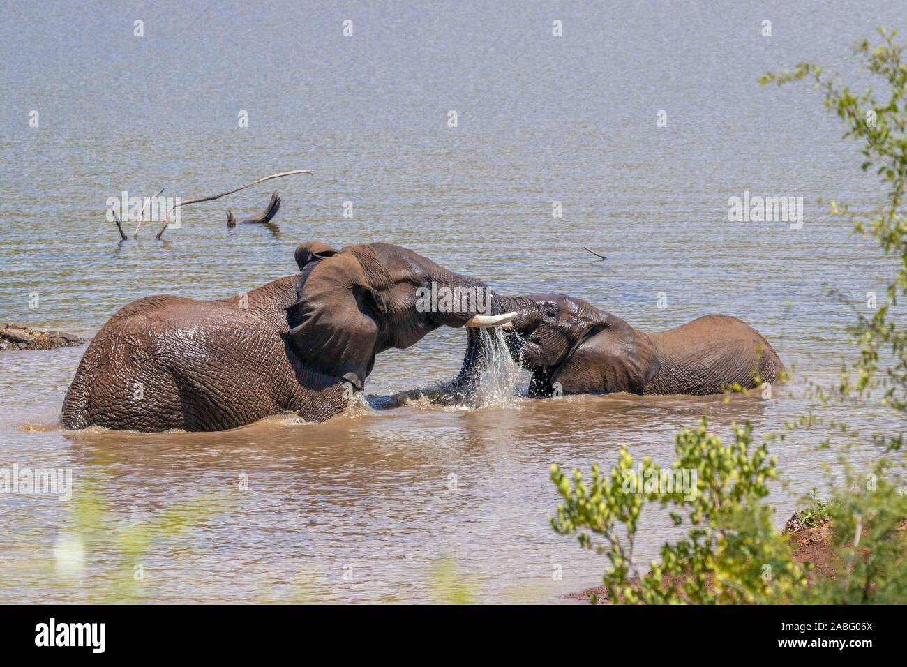 Elefanten (Loxodonta Africana) im Wasser spielen, Pilanesberg, Südafrika. Stockfoto