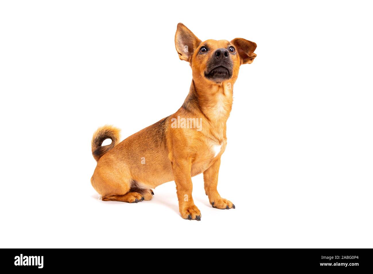 Kleine braune Hund auf dem Boden sitzend auf weißem Hintergrund. Gemischte Rasse des parson Jack Russell Terrier, Chihuahua und Schäferhund. Alter 2 Ihr Stockfoto