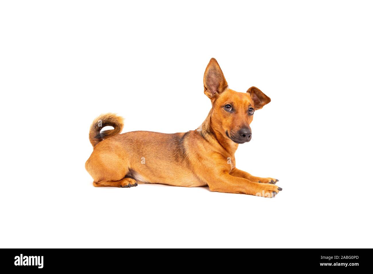 Kleine braune Hund auf dem Boden sitzend auf weißem Hintergrund. Gemischte  Rasse des parson Jack Russell Terrier, Chihuahua und Schäferhund. Alter 2  Ihr Stockfotografie - Alamy