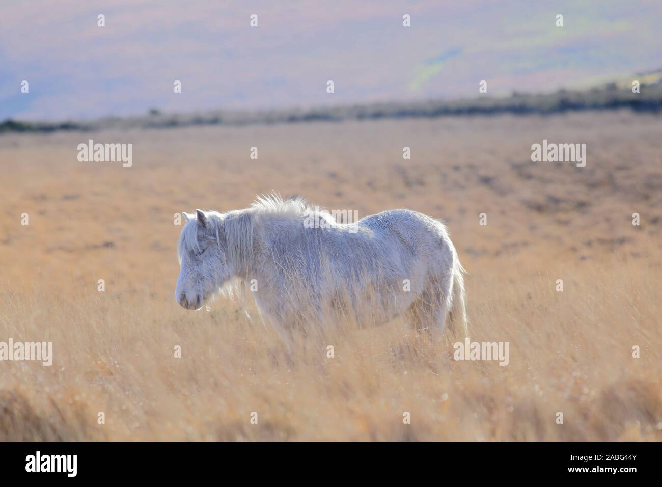 Pony weiden in den Nationalpark Dartmoor, Devon Stockfoto