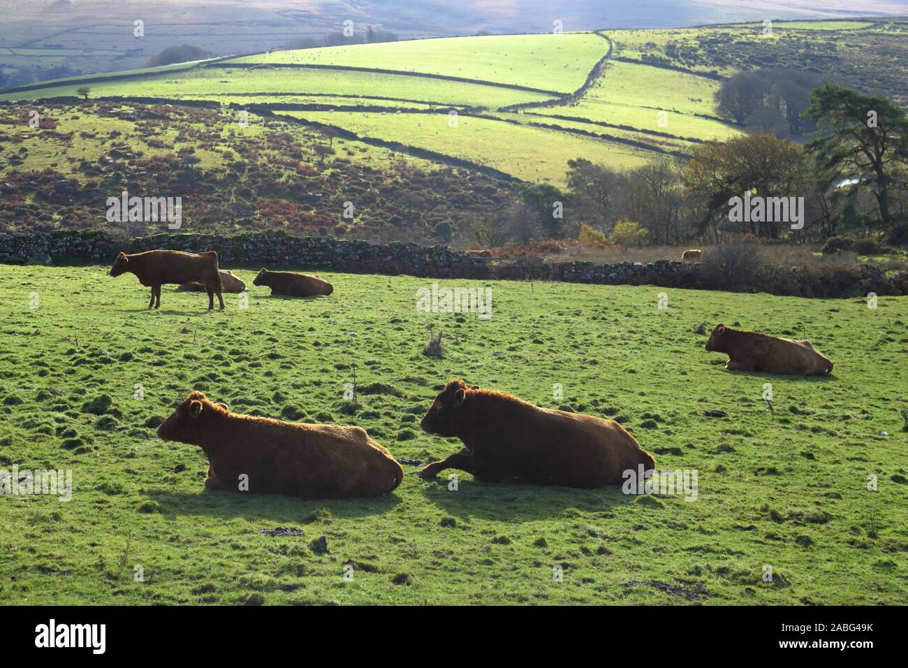 Herde Kühe grasen auf dem Ackerland in Nationalpark Dartmoor, Devon Stockfoto