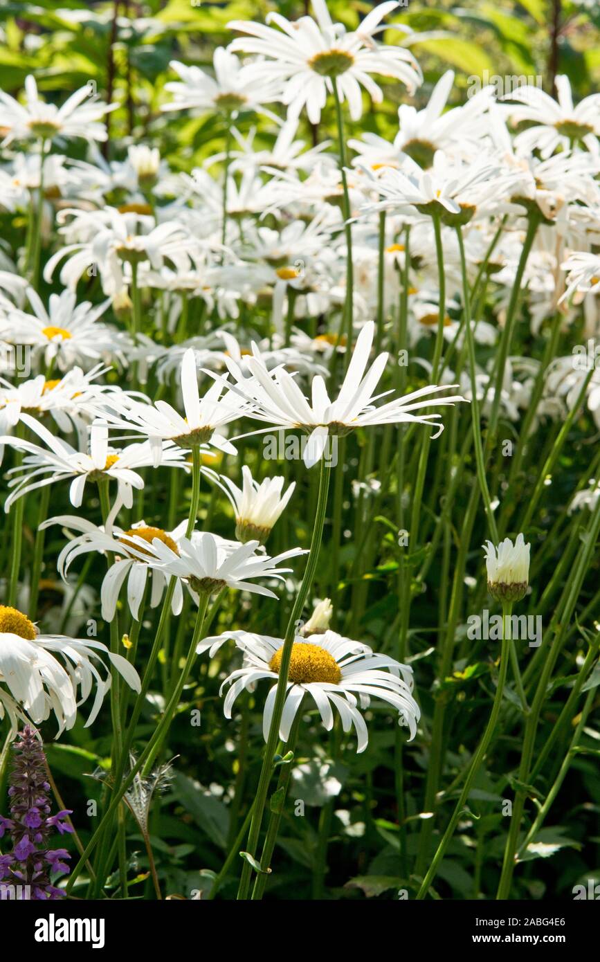 Margerite daisy argyranthemum frutescens Fotos und Bildmaterial in