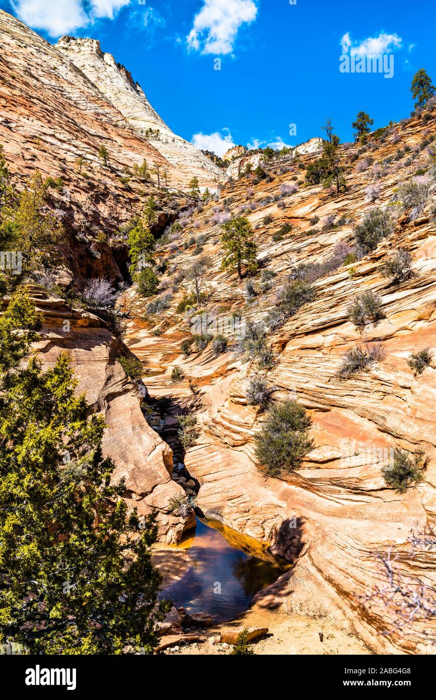 Landschaft von Zion National Park entlang Pine Creek Stockfoto