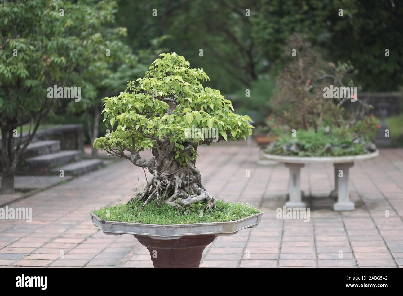 Alter Bonsai in einer Vase auf dem Poller im Park Stockfotografie - Alamy