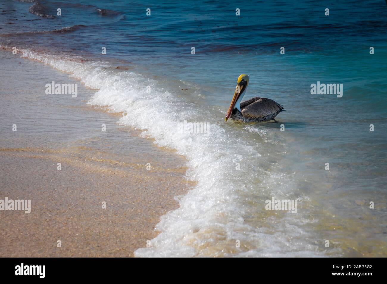 Eine Braune Pelikan accosting das Ufer am Strand von Varadero, Kuba Stockfoto