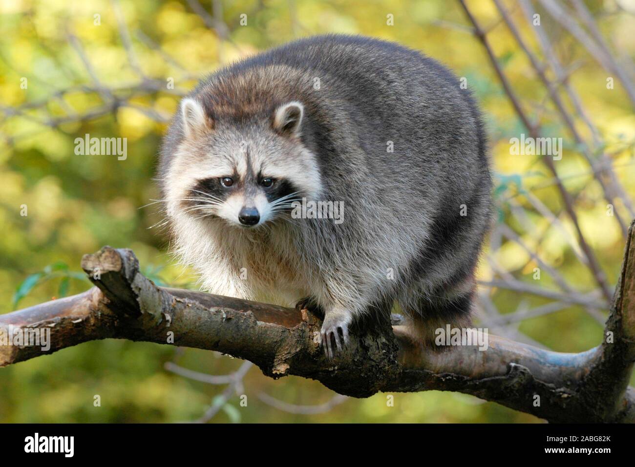 Waschbaer, Procyon lotor, Stockfoto