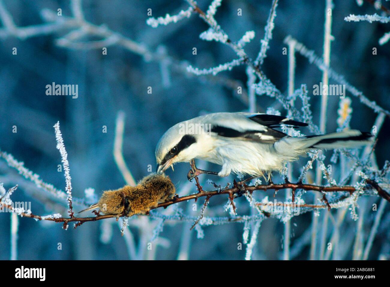 Neunt ter Maus Fotos Und Bildmaterial In Hoher Aufl sung Alamy neunt-ter-maus-fotos-und-bildmaterial-in-hoher-aufl-sung-alamy