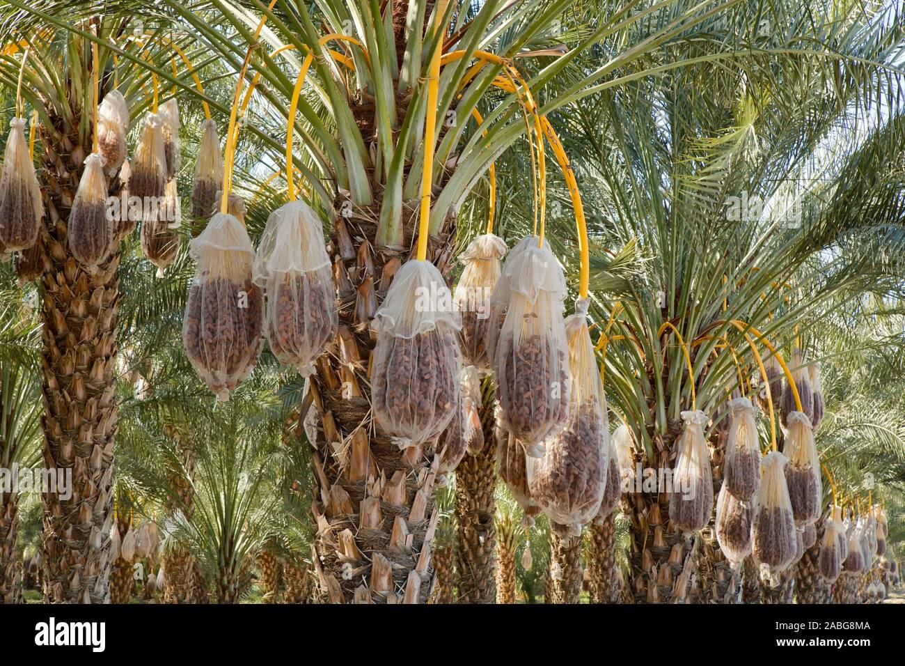 Dattelpalmen, sackte 'Deglet Noor "Sorte" Phoenix dactylifera', Erntezeit, Kalifornien. Stockfoto