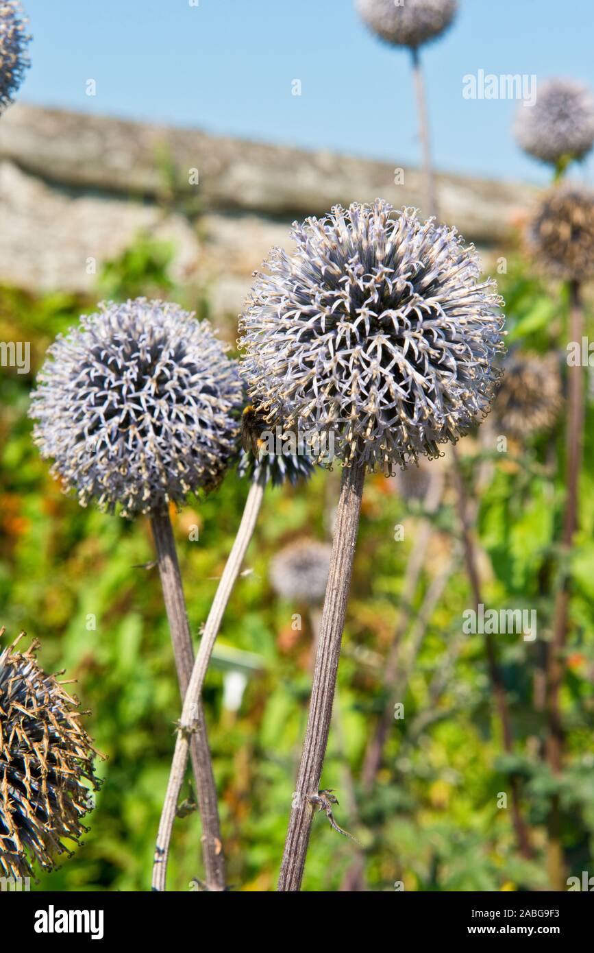 Die veitch Blau. Echinops ritro. Sommer mehrjährig. Schottischen Schloss Garten. Dirleton, Schottland Stockfoto