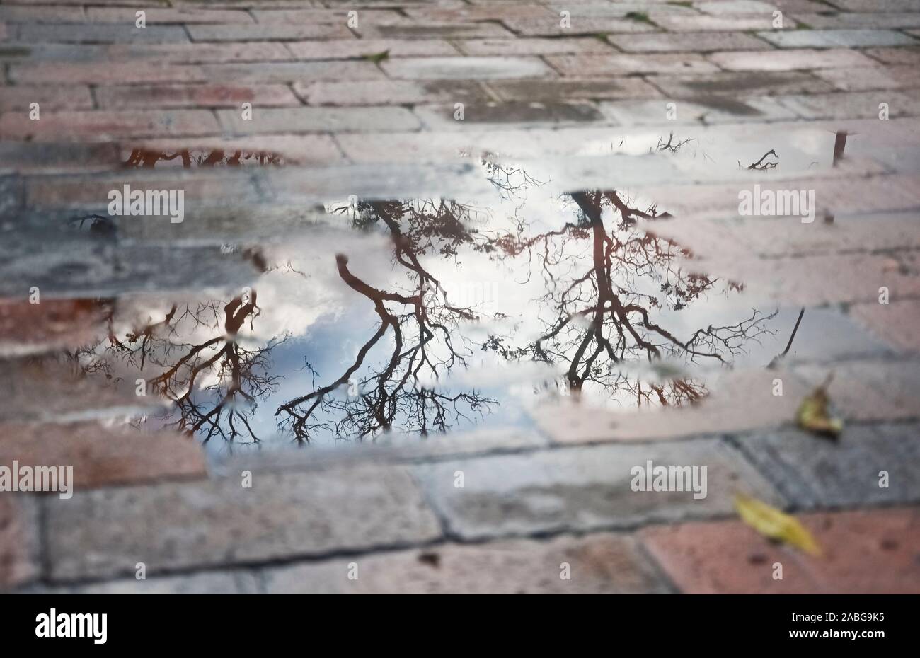 Pfütze auf einem Stein Boden, in den Bäumen und ein Himmel mit Wolken reflektiert werden, einen verregneten Nachmittag in Bogota Stockfoto