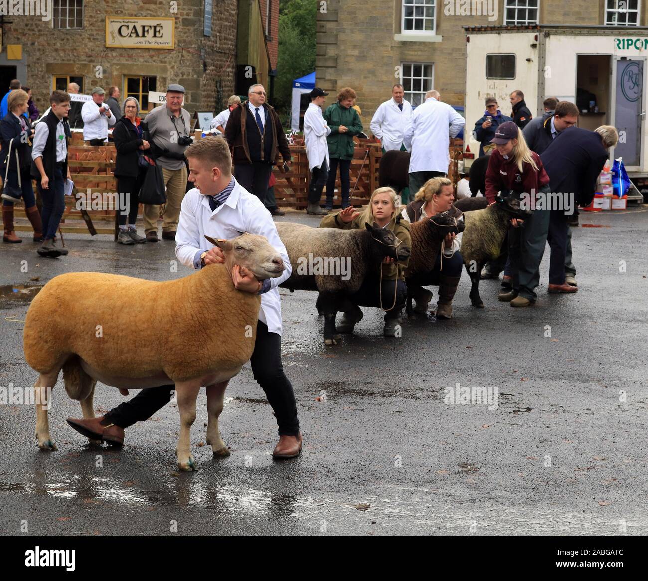 Hirten ihrer Ram bereit für das Richten im Ring an der Masham Schafe Messe erhalten. Ein bisschen einen guten Gebrauch von einem Fuß und einige angespannte Gesichter Stockfoto