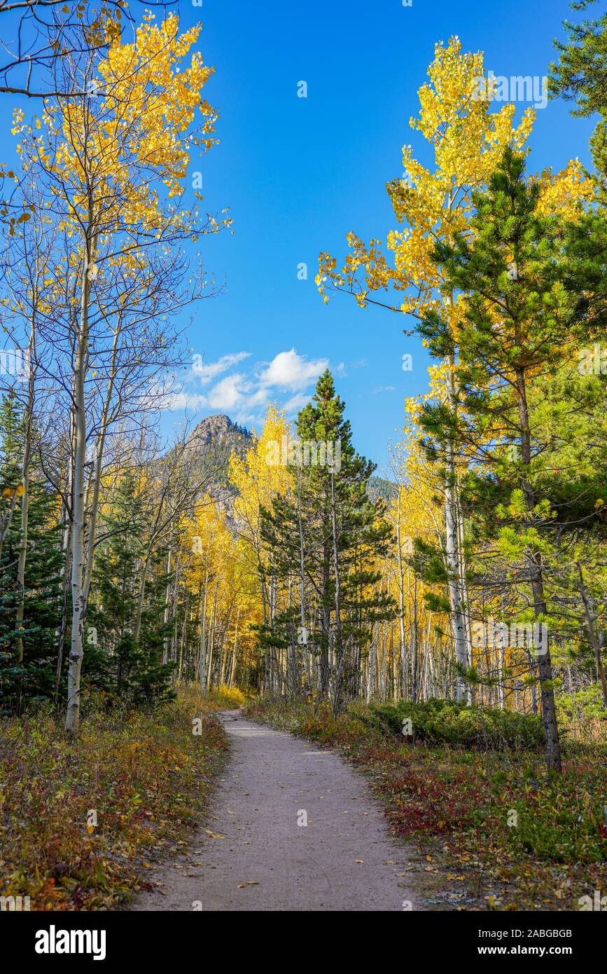 Aspen Blätter ändern in der Golden Gate Canyon State Park Stockfoto