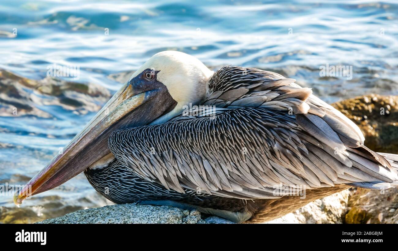 Nahaufnahme des niedlichen Pelican auf einem Felsen mit ruhigen Ozean sitzt als unscharfer Hintergrund Stockfoto