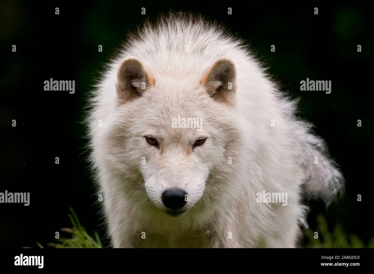 Einen arktischen Wolf mit einem schwarzen Hintergrund. Stockfoto