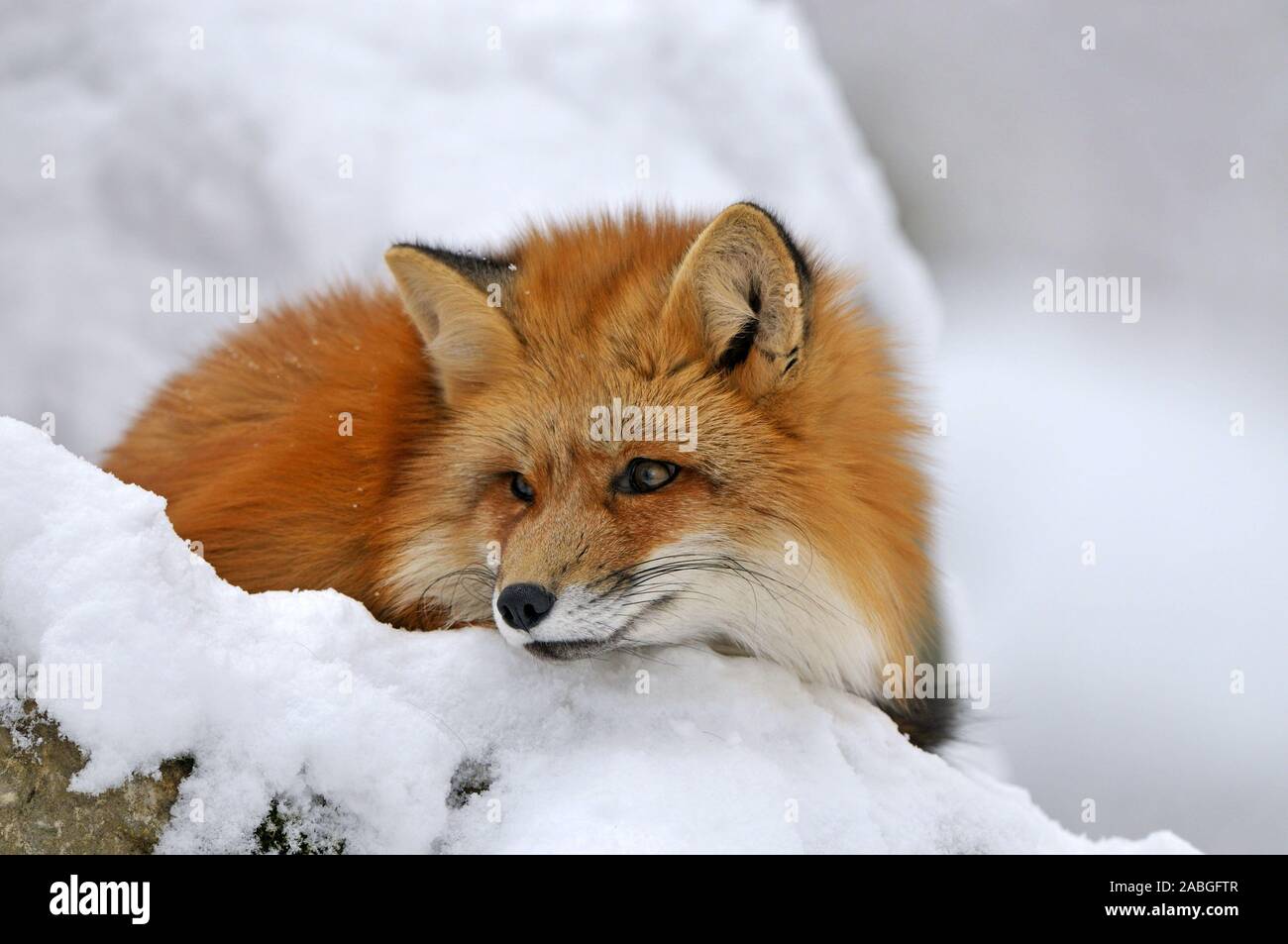 Rotfuchs, Tier, Tiere, Raubtiere, Raubtiere, Blick in Kamera, Blick zur Kamera, Blickkontakt, Caniden, Carnivore, Fleischfresser, ein Tier, ein Stockfoto