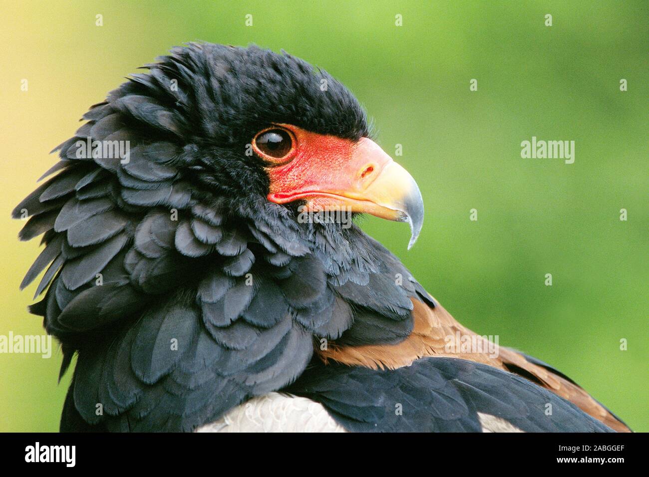 Greifvogel - Adler - Gaukler Stockfoto