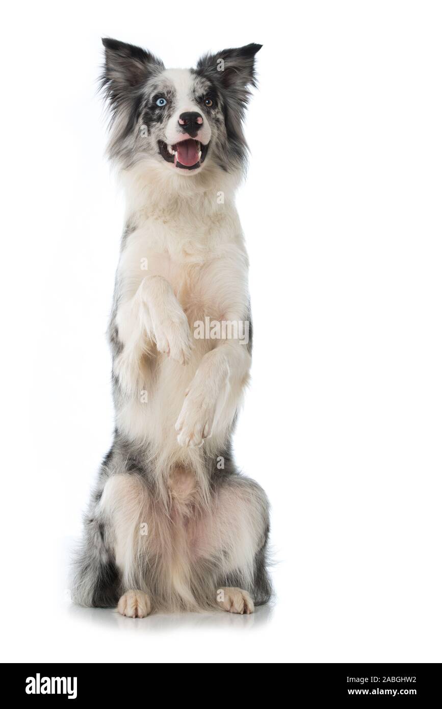 Schwarzer Collie-Hund an der Grenze von Youn auf Weiß Stockfoto