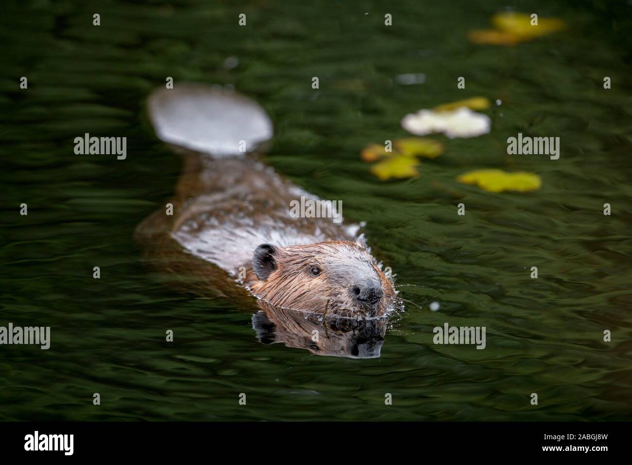 Biber schwimmen Stockfoto