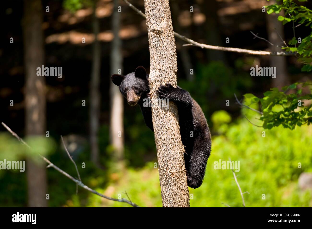 Ein schwarzer Bär auf einen Baum. Stockfoto