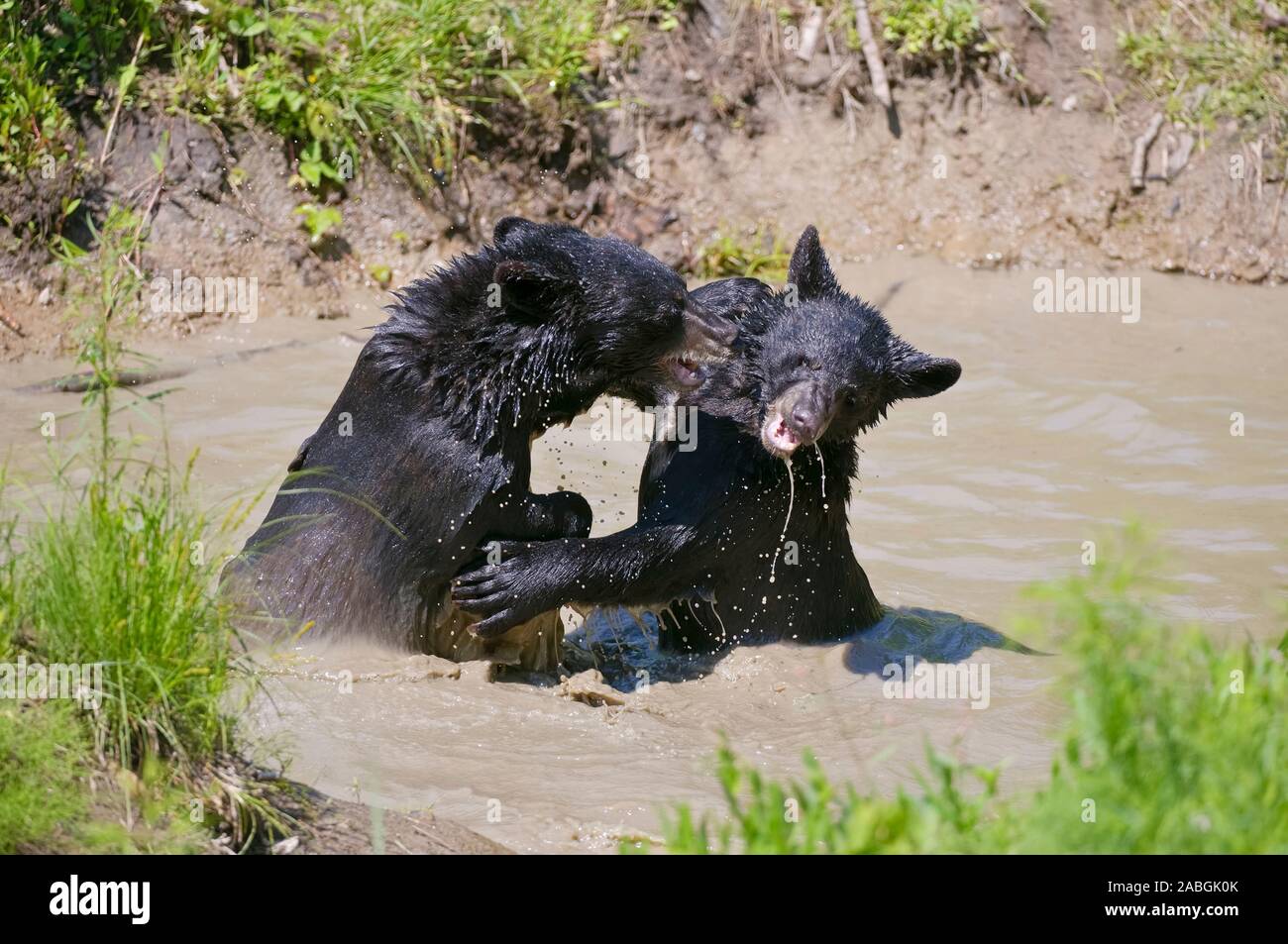 Zwei schwarze Bären spielen in einem schlammigen Wasser Loch. Stockfoto