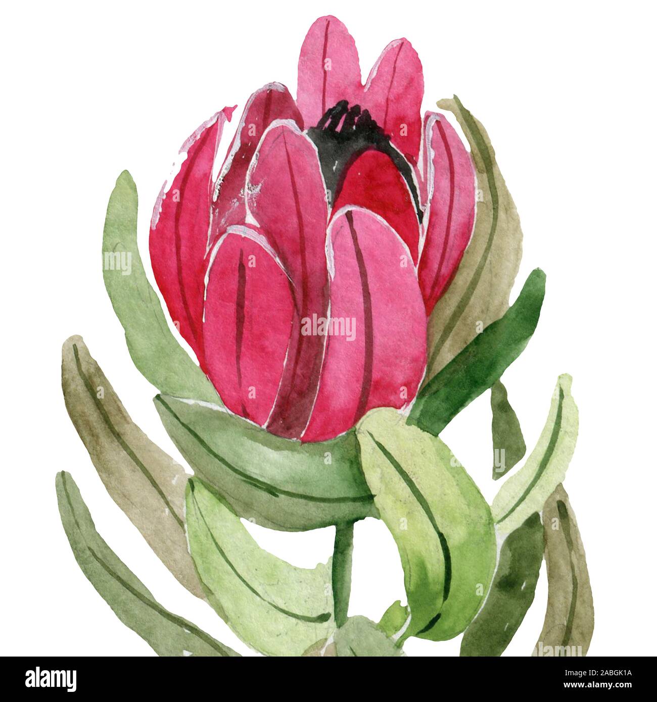 Florale nahtlose Muster mit Protea. Hand gezeichnet Abbildung. Stockfoto