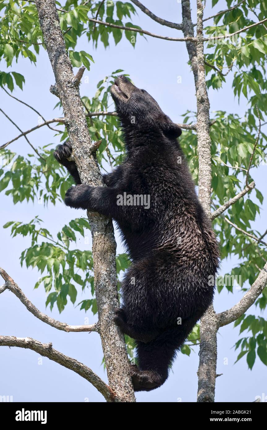 Black Bear auf einen Baum. Stockfoto