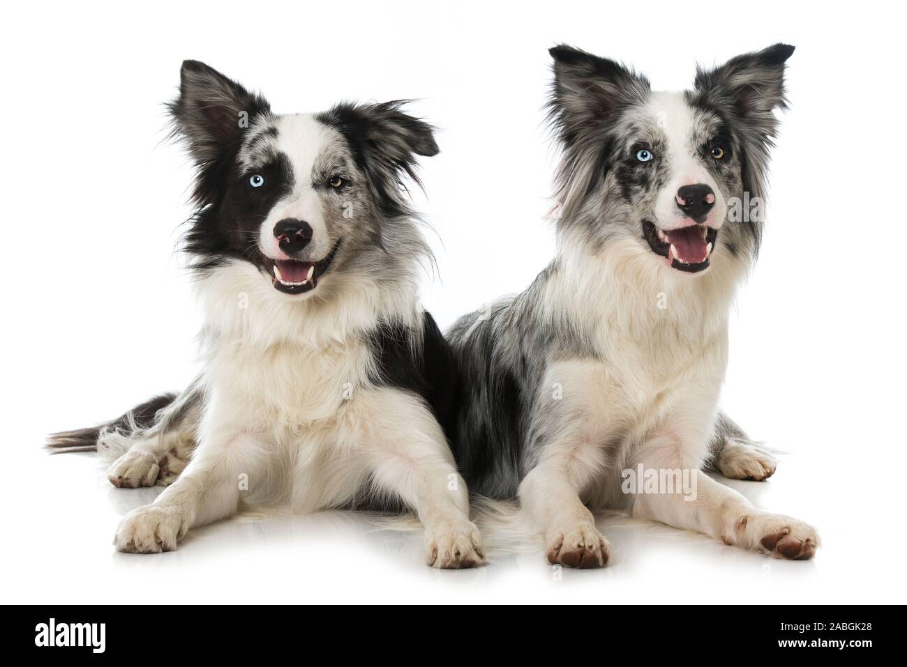 Zwei schwarze Merle Border Collie Hunde auf weißem Hintergrund Stockfoto
