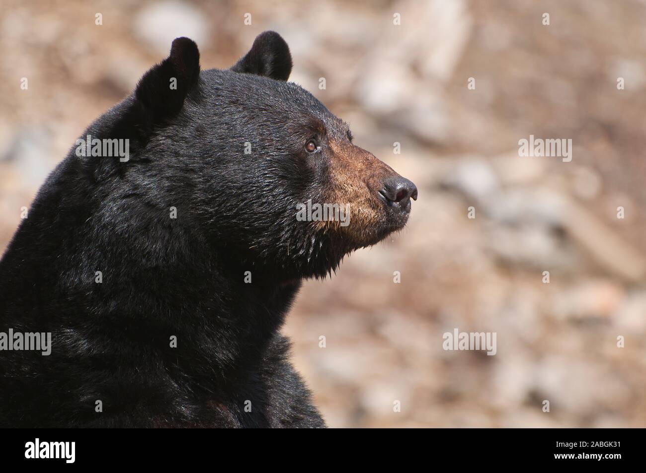 Nach Black Bear Portrait, auf der Suche nach rechts. Stockfoto