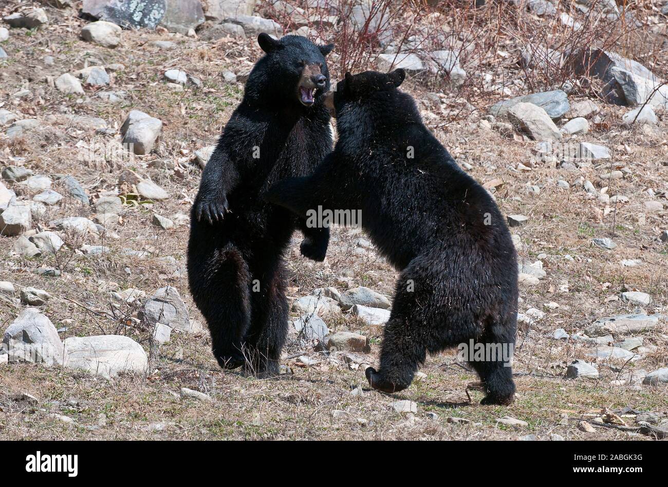 Zwei erwachsene Schwarzer Bär sparring. Stockfoto