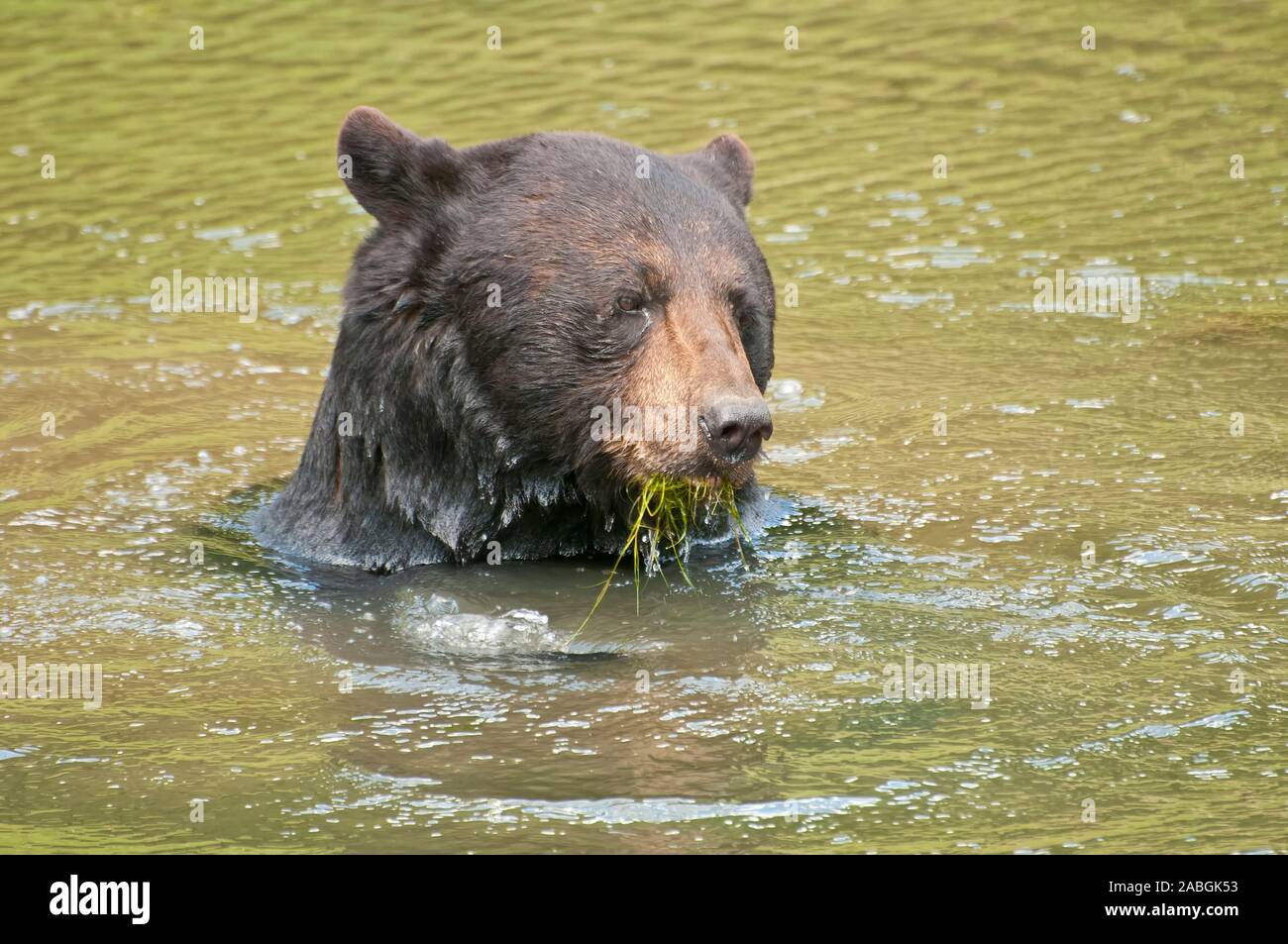 Ein schwarzer Bär genießt das kühle Wasser an einem heißen Tag. Stockfoto