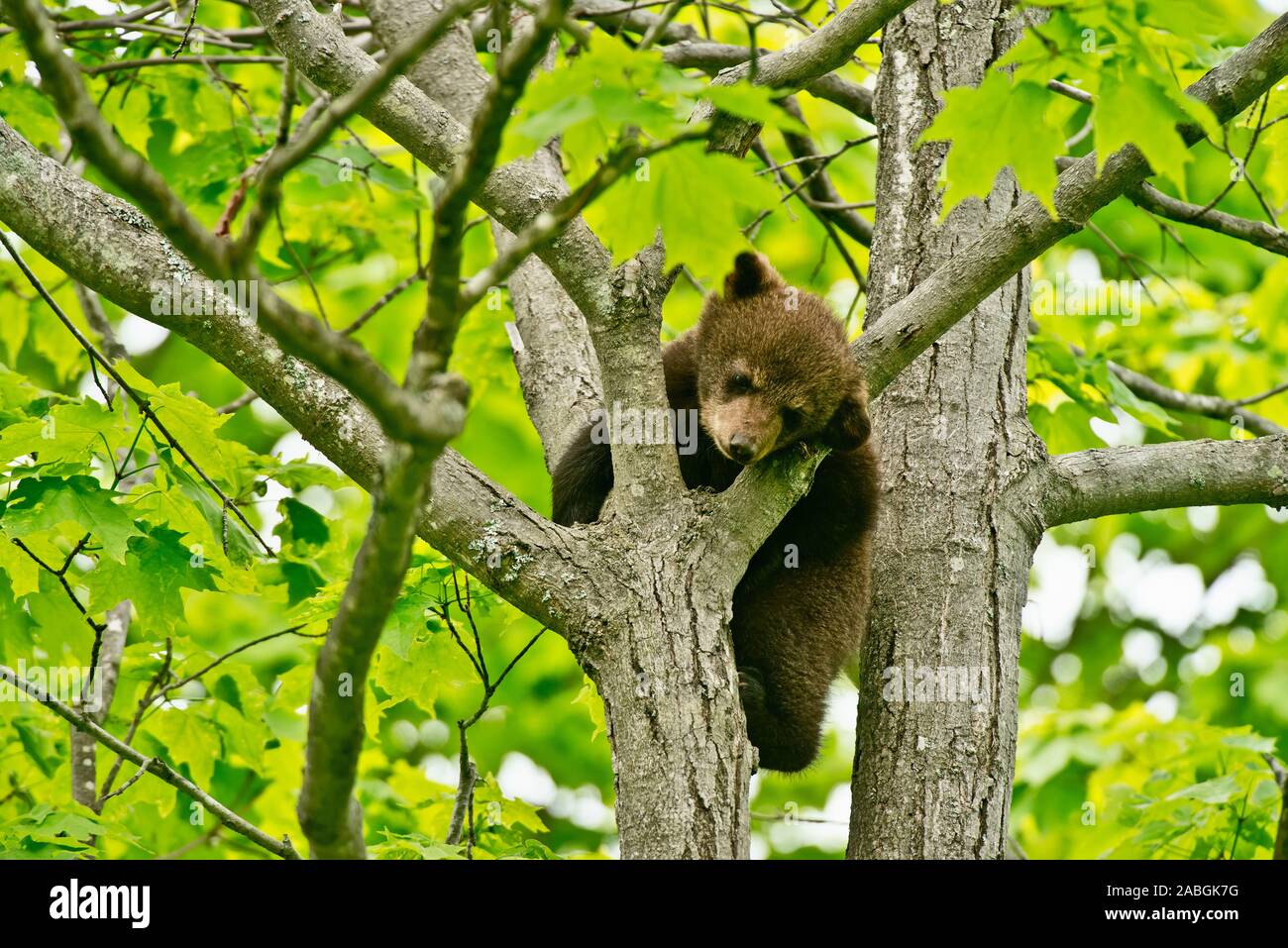 Ein schwarzer Bär Cup ist in einen Baum. Stockfoto