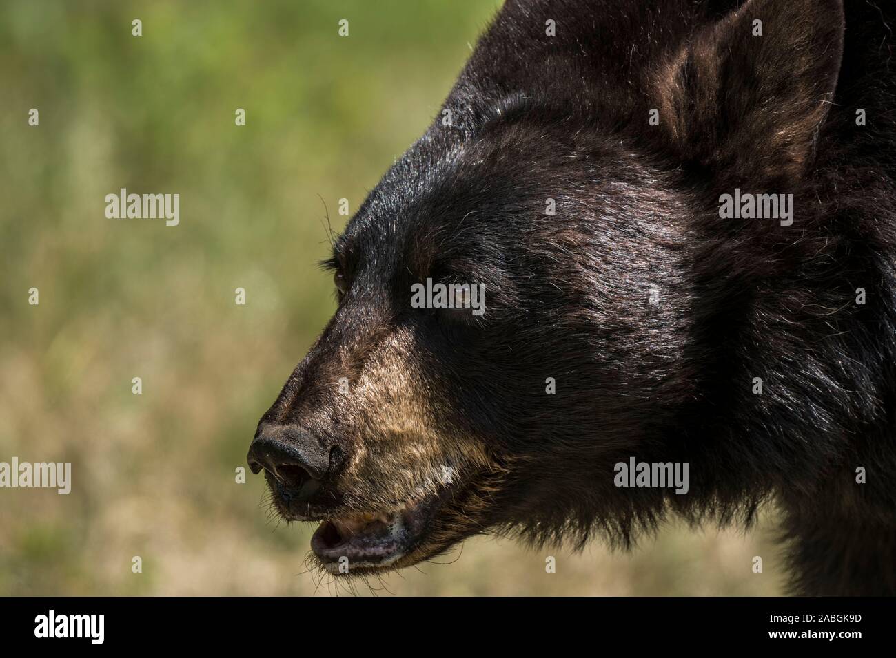 Black Bear portrait. Bär ist auf der Suche nach Links. Stockfoto