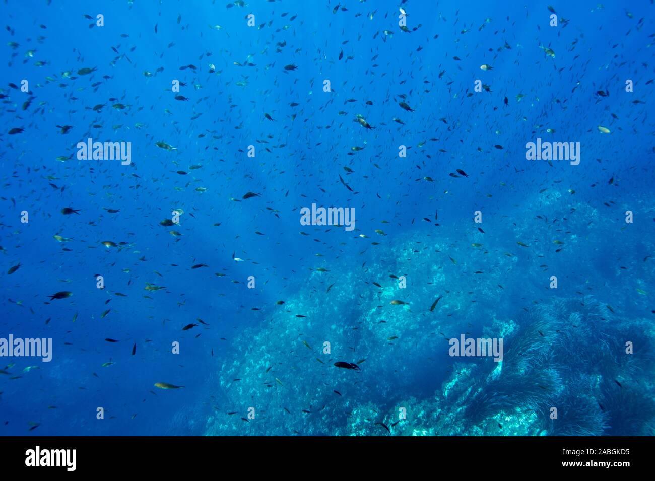 Unterwasserlandschaft Stockfoto