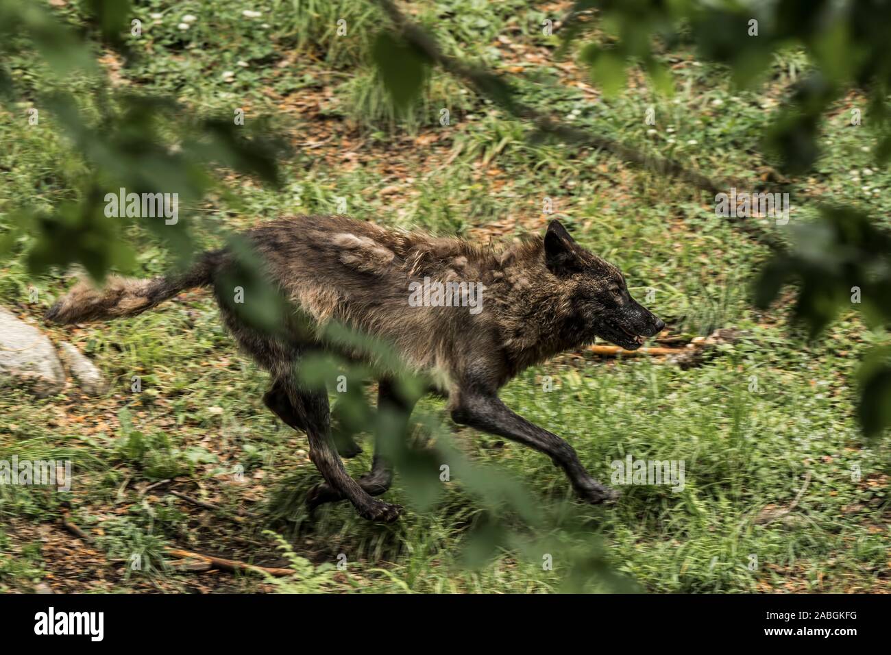 Eine einsame Schwarze Wolf läuft durch die Bäume Stockfoto