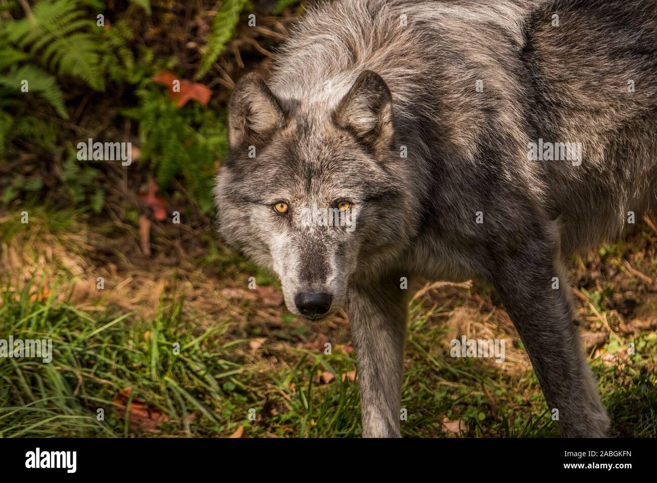 Eine einsame Schwarze Wolf direkt nach vorn. Stehend auf grünem Gras. Stockfoto